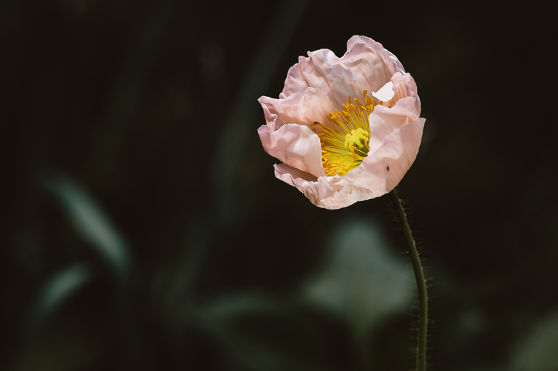 Iceland Poppy