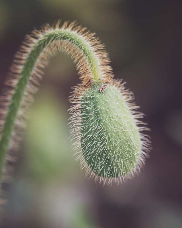 Iceland Poppy