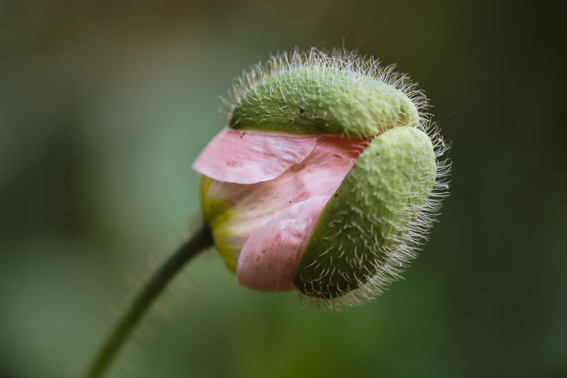 Iceland Poppy