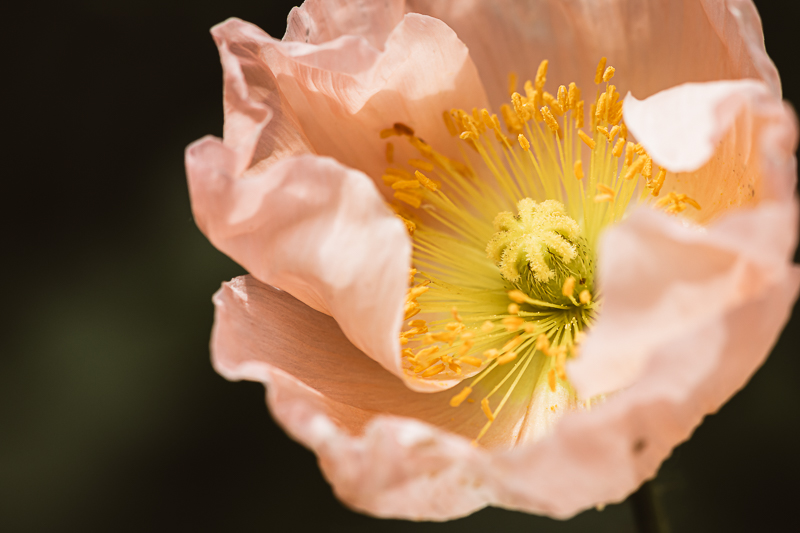 Iceland Poppy