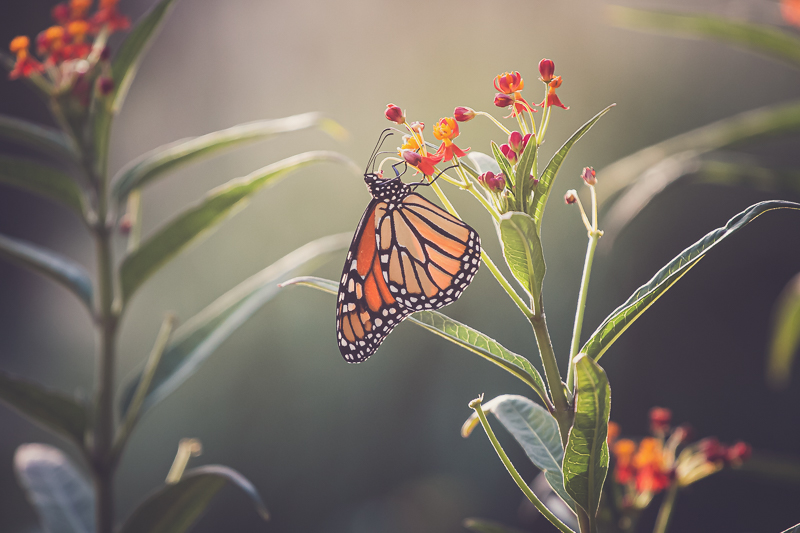 Milkweed + Monarchs | If You Plant It, They Will Come