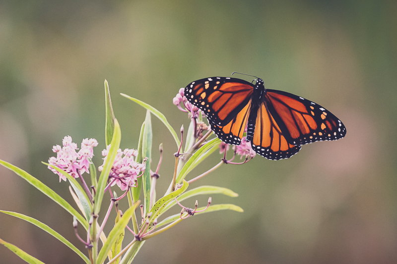 Monarch Season