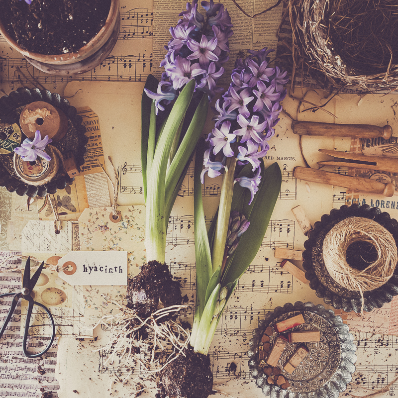 Perfume that cheap smells like hyacinth