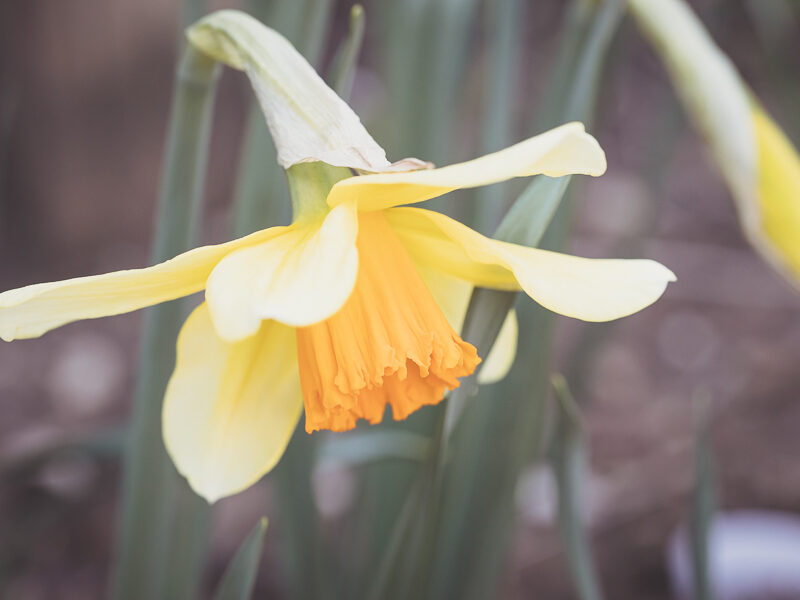Daffodil Report | Spring 2023