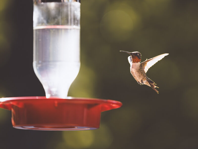 Hummingbird Season