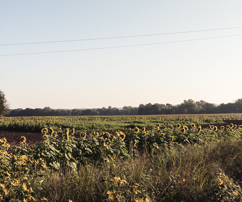 Learning to See | Lessons From A Sunflower Farm